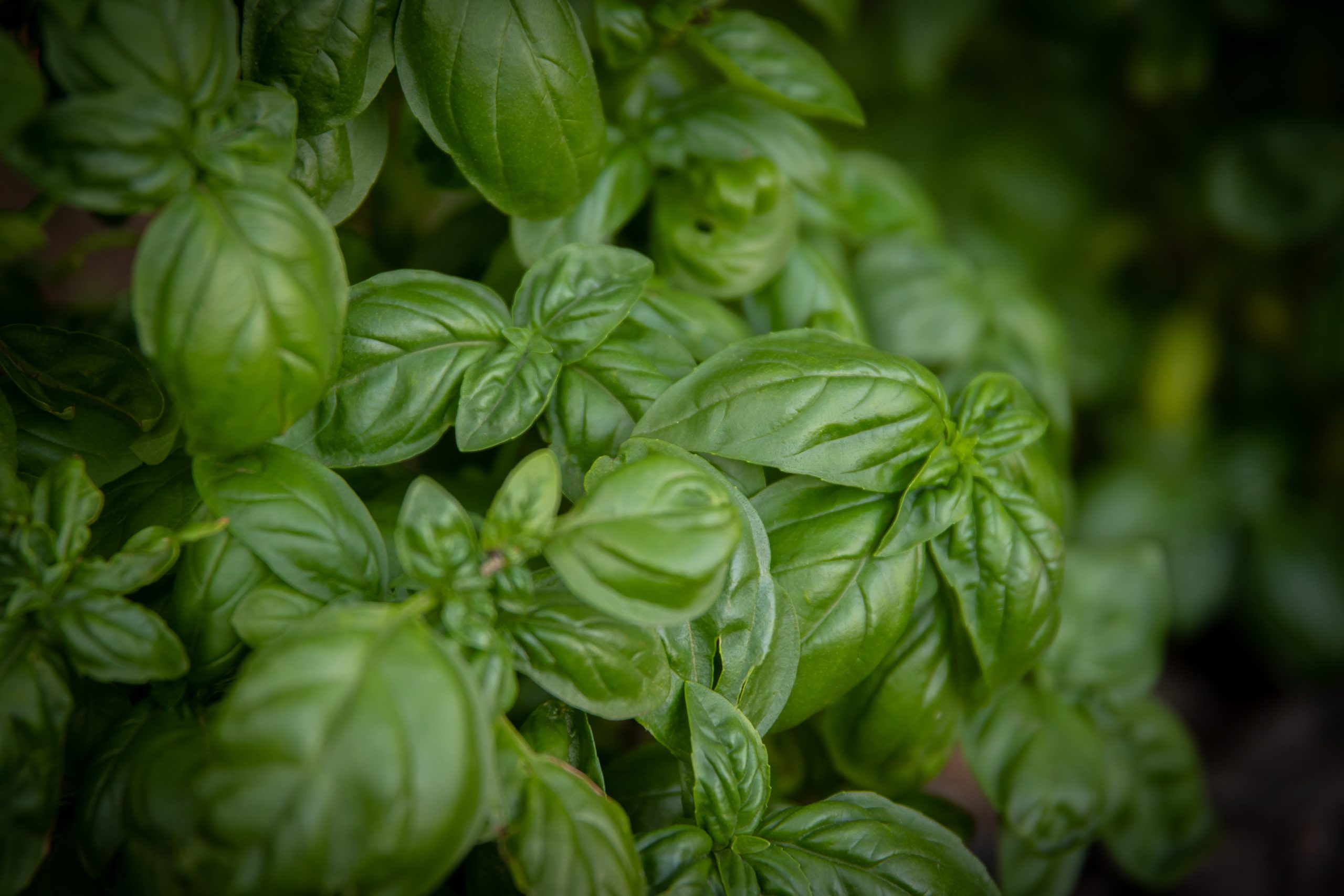 Basil Leaves Turning White | Top 3 Reasons and Fixes