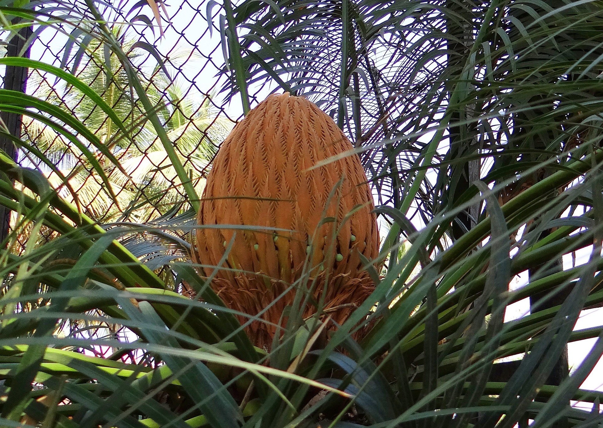 Best Potted Sago Palm Fertilizer| Top 5 Options