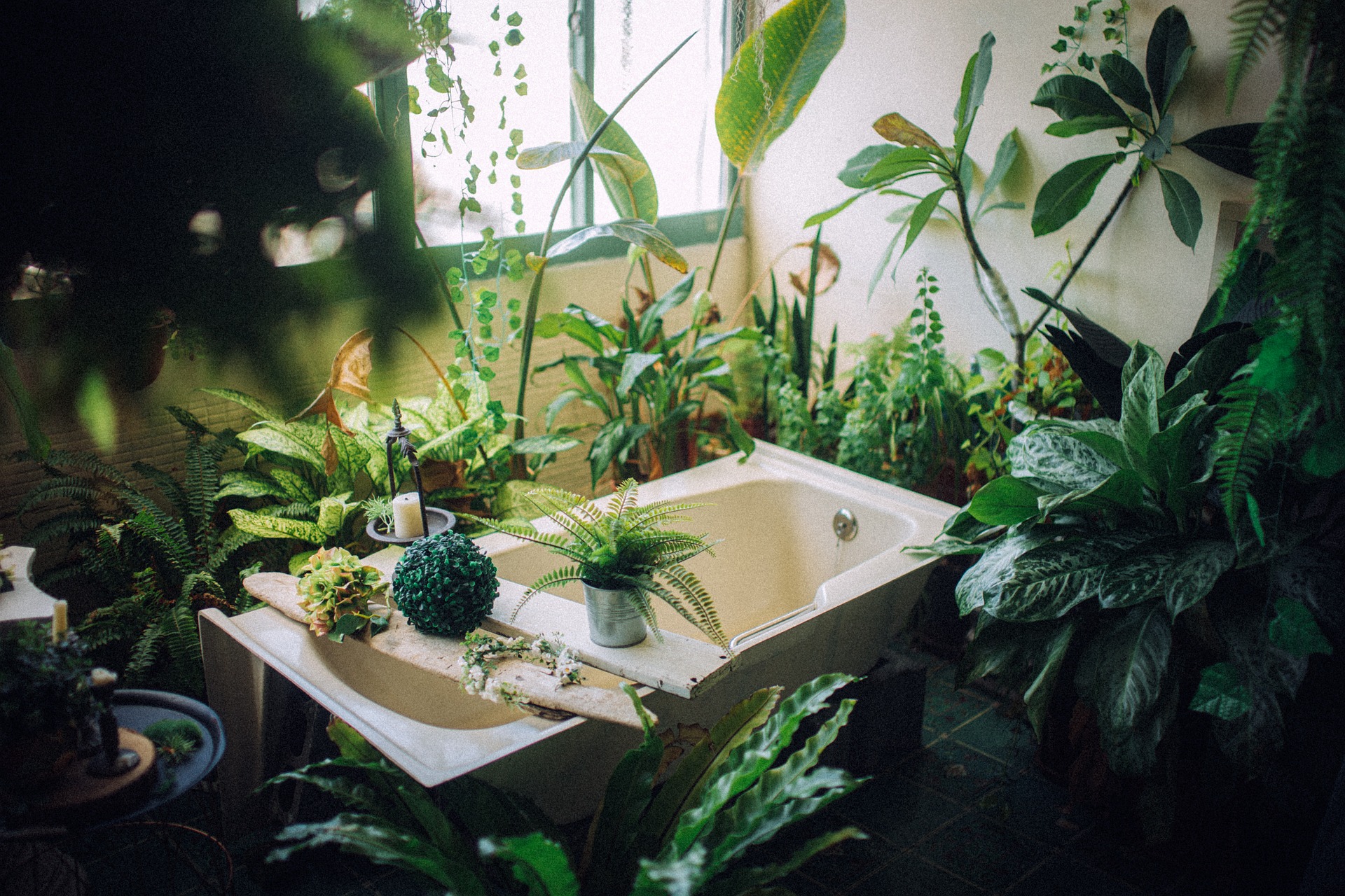 Top 10 Bathroom Plants That Absorb Moisture