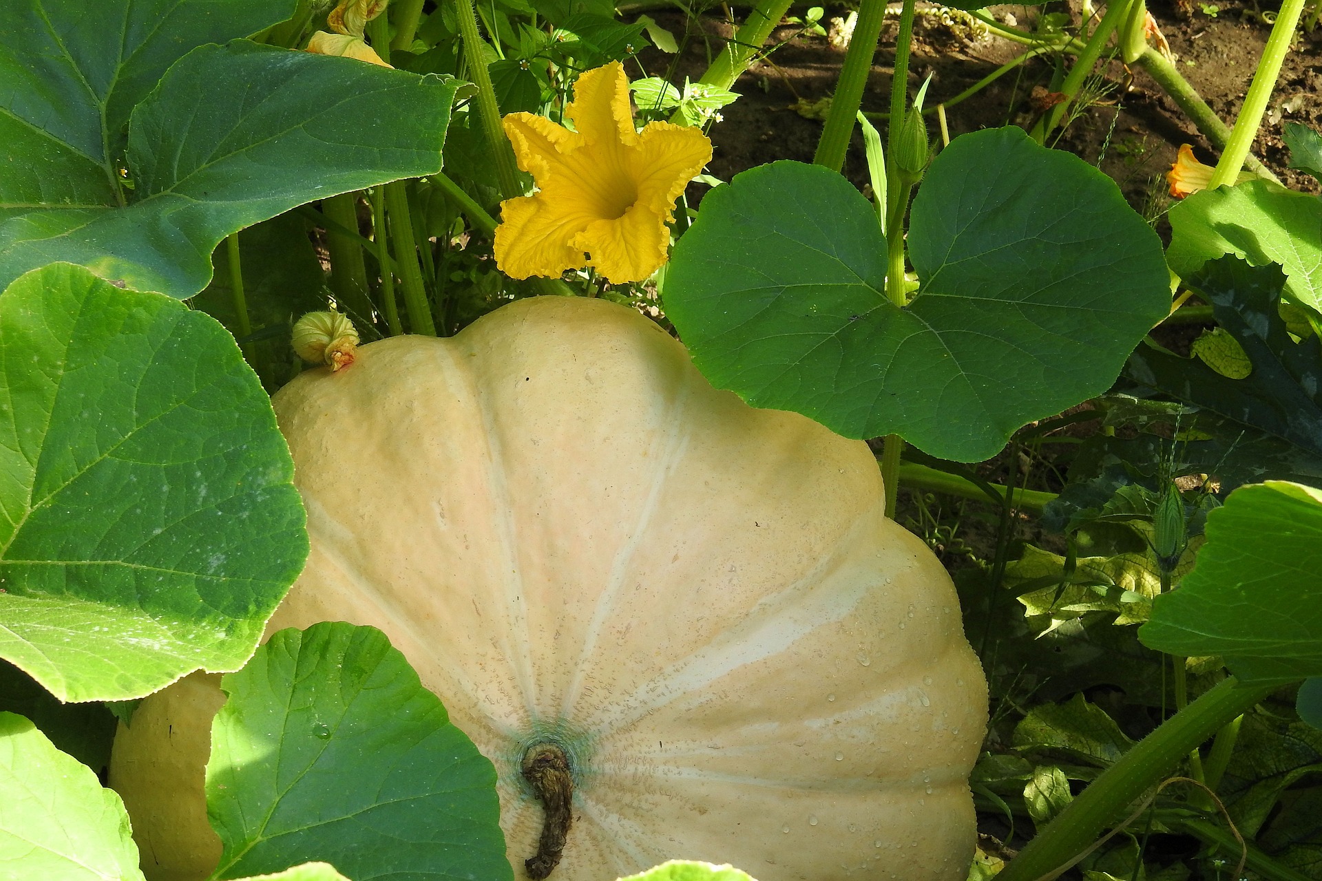 Best Companion Plants for Pumpkin| Top 6 Companions