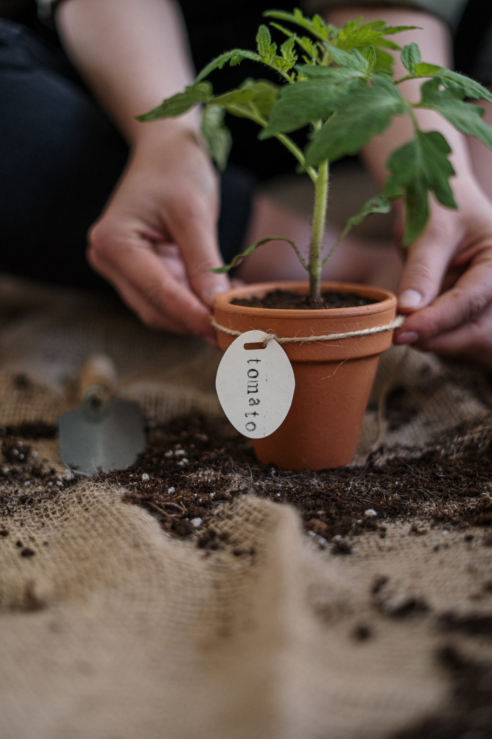 Best Grow Bags for Tomatoes| Top 7 Picks