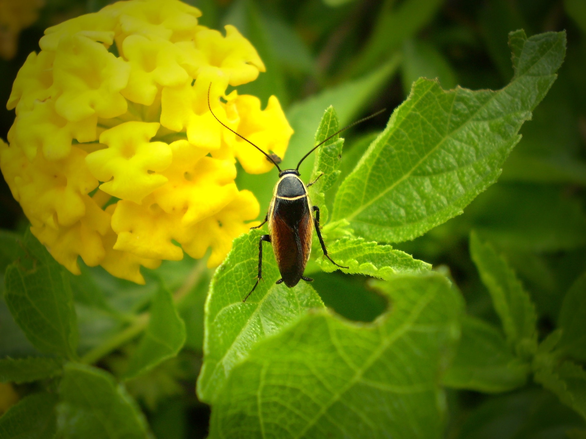 What is The Best Insecticide for Vegetable Garden?