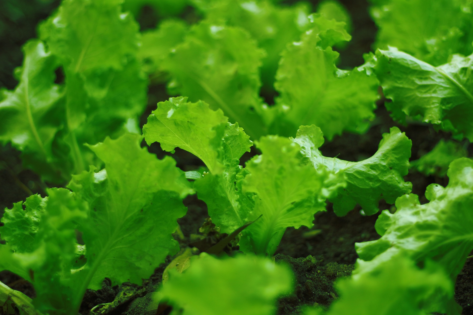 Best LED Grow Lights for Lettuce| Top 10 Lights for Indoor Plants