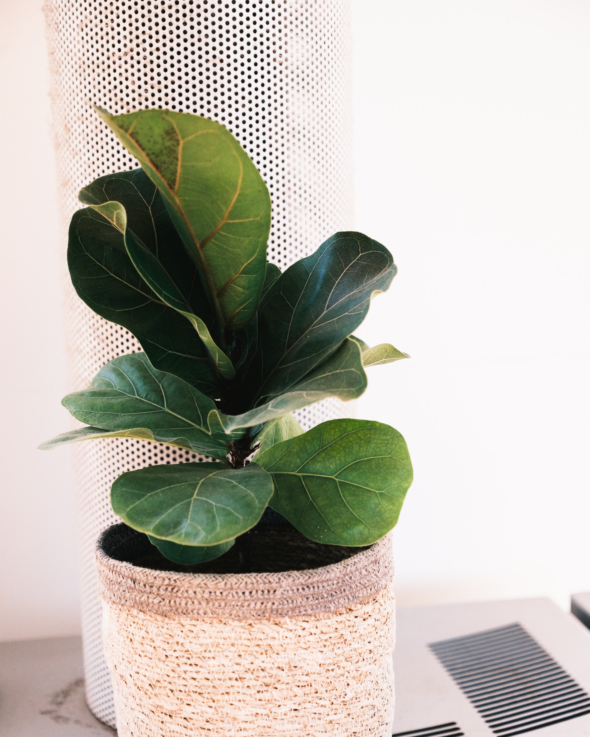 The Best Planter for Fiddle Leaf Fig| Top 5 Options