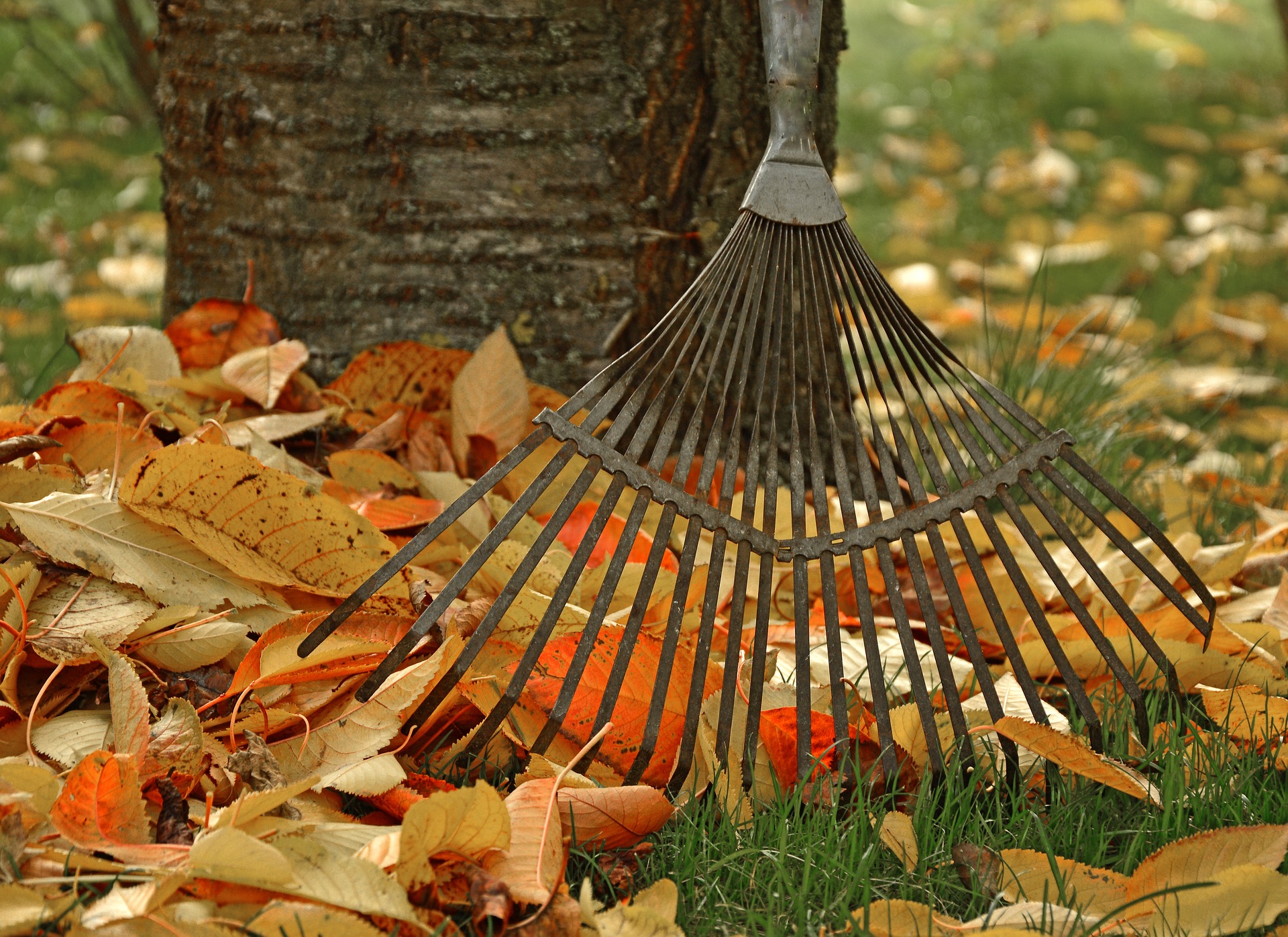 Best Rake for Pine Needles| Top 11 Rake Reviews