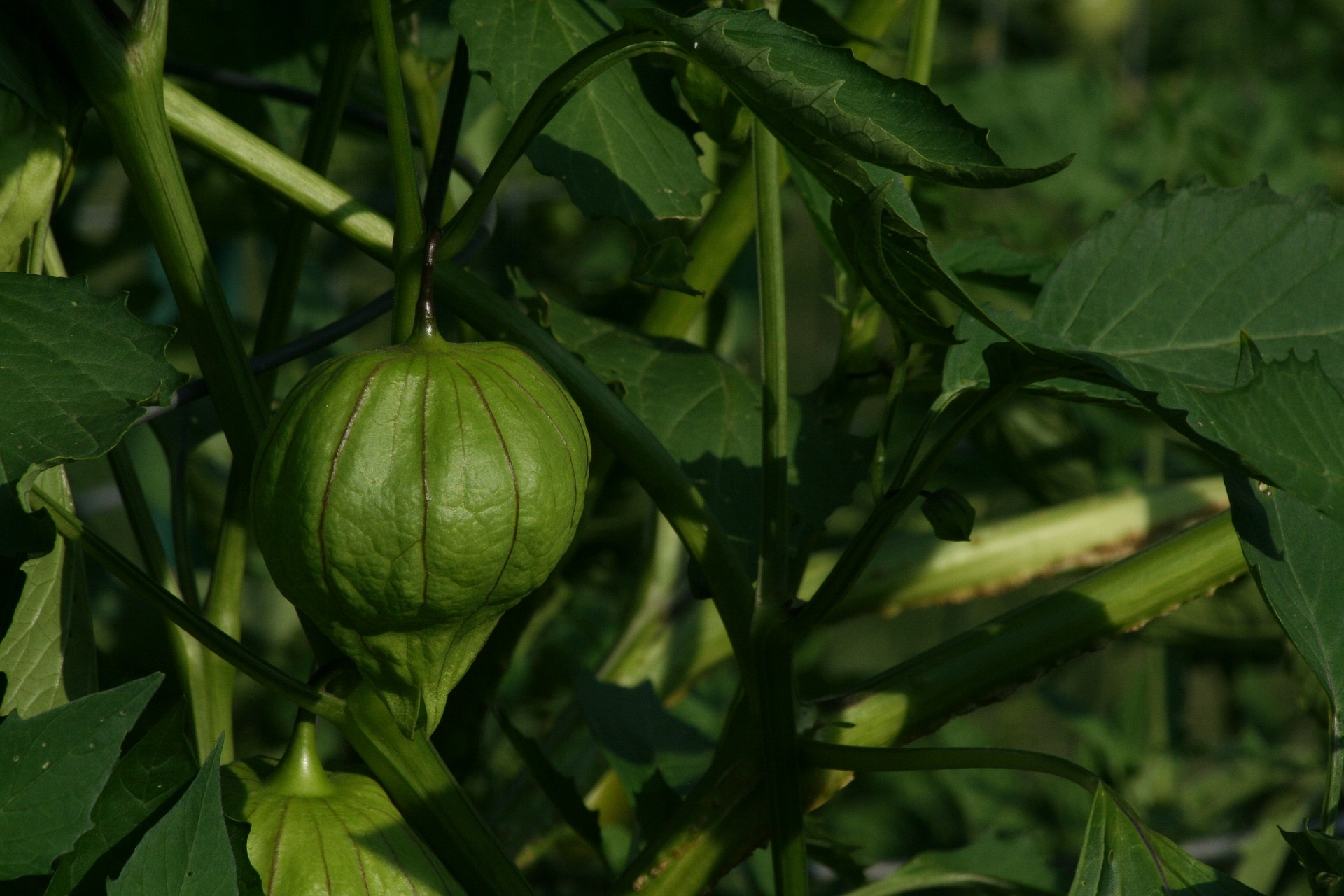 Best Tomatillo Companion Plants| 8 Options