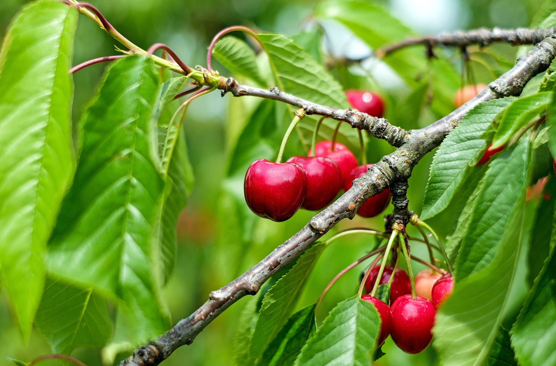 Best Trees to Grow in Rocky Soil| 10 Fruit Trees for Rocky Soil