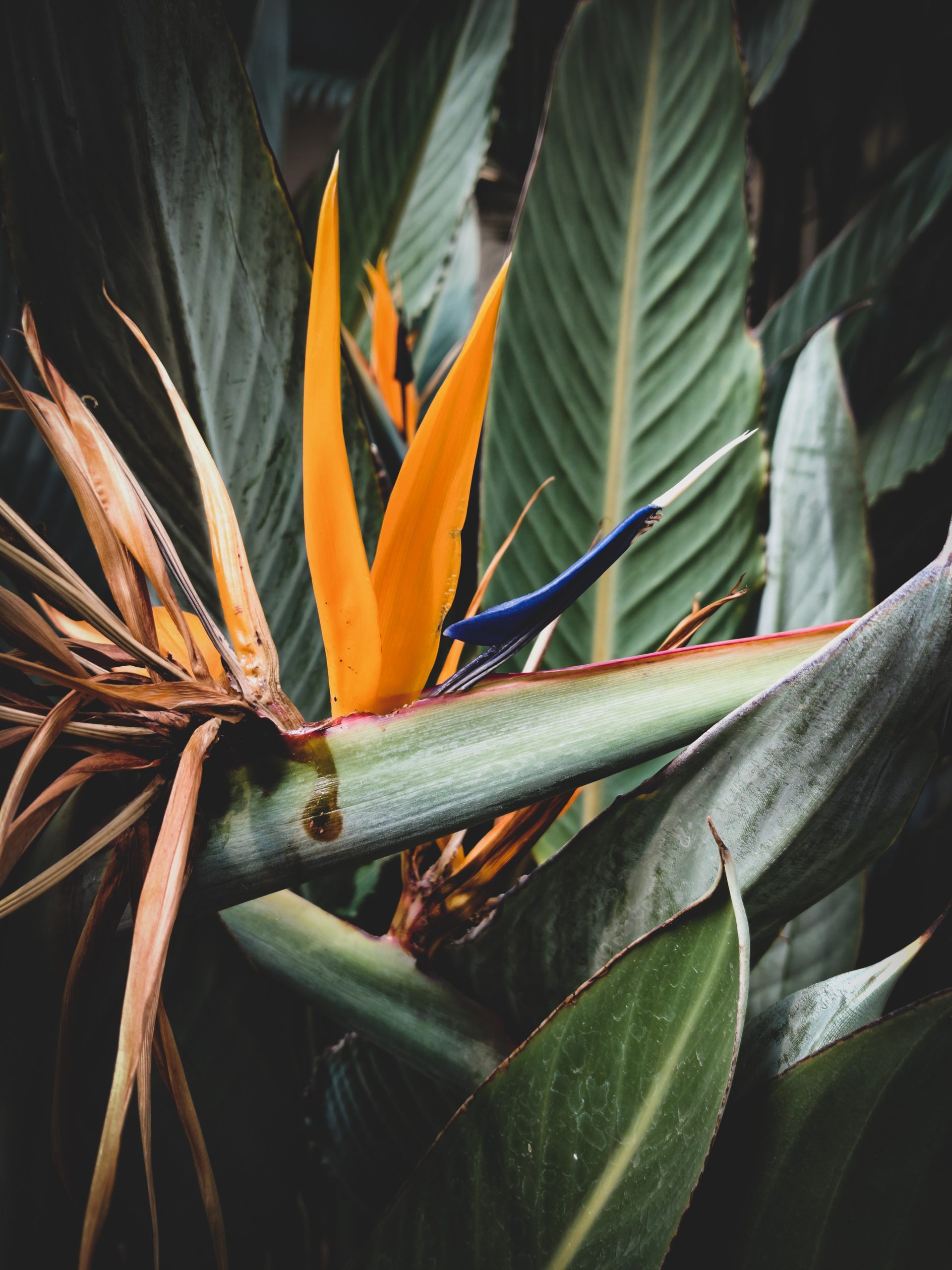 Bird of Paradise Leaves Curling| Signs, Causes, &amp; Cure