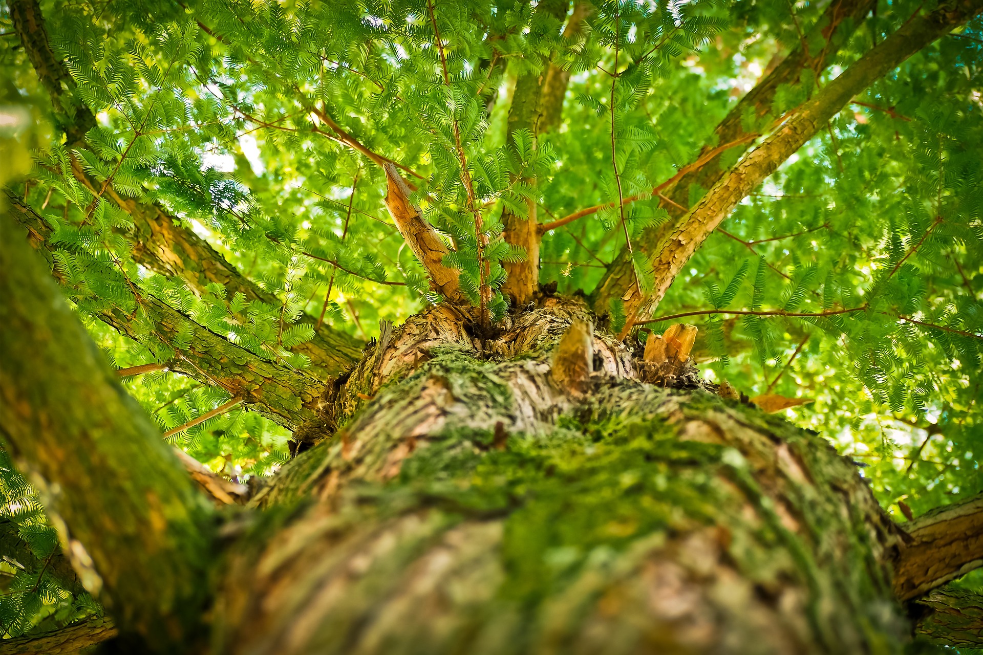 Do Plants Die of Old Age? - Trees' Lifespans