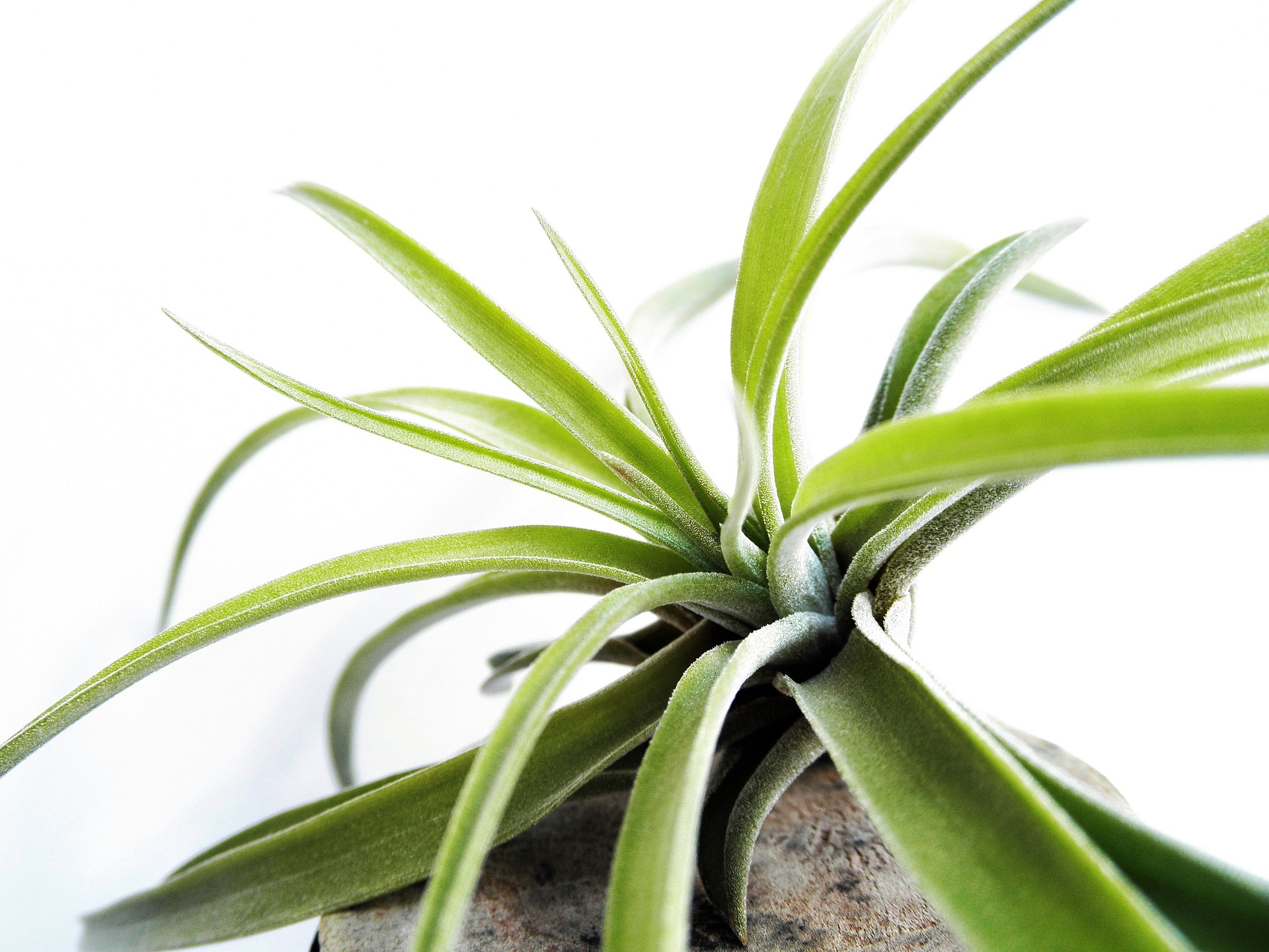 Does Copper Kill Air Plants? – Here Are the Facts