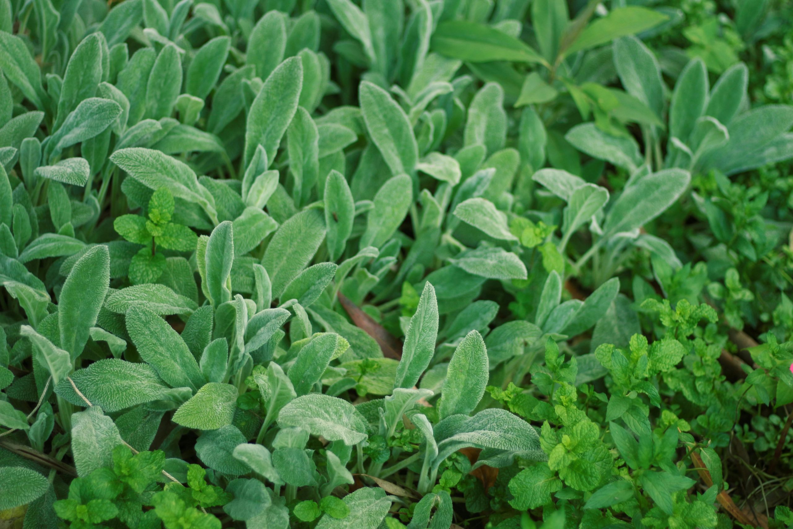 How to Start Your Herb Garden