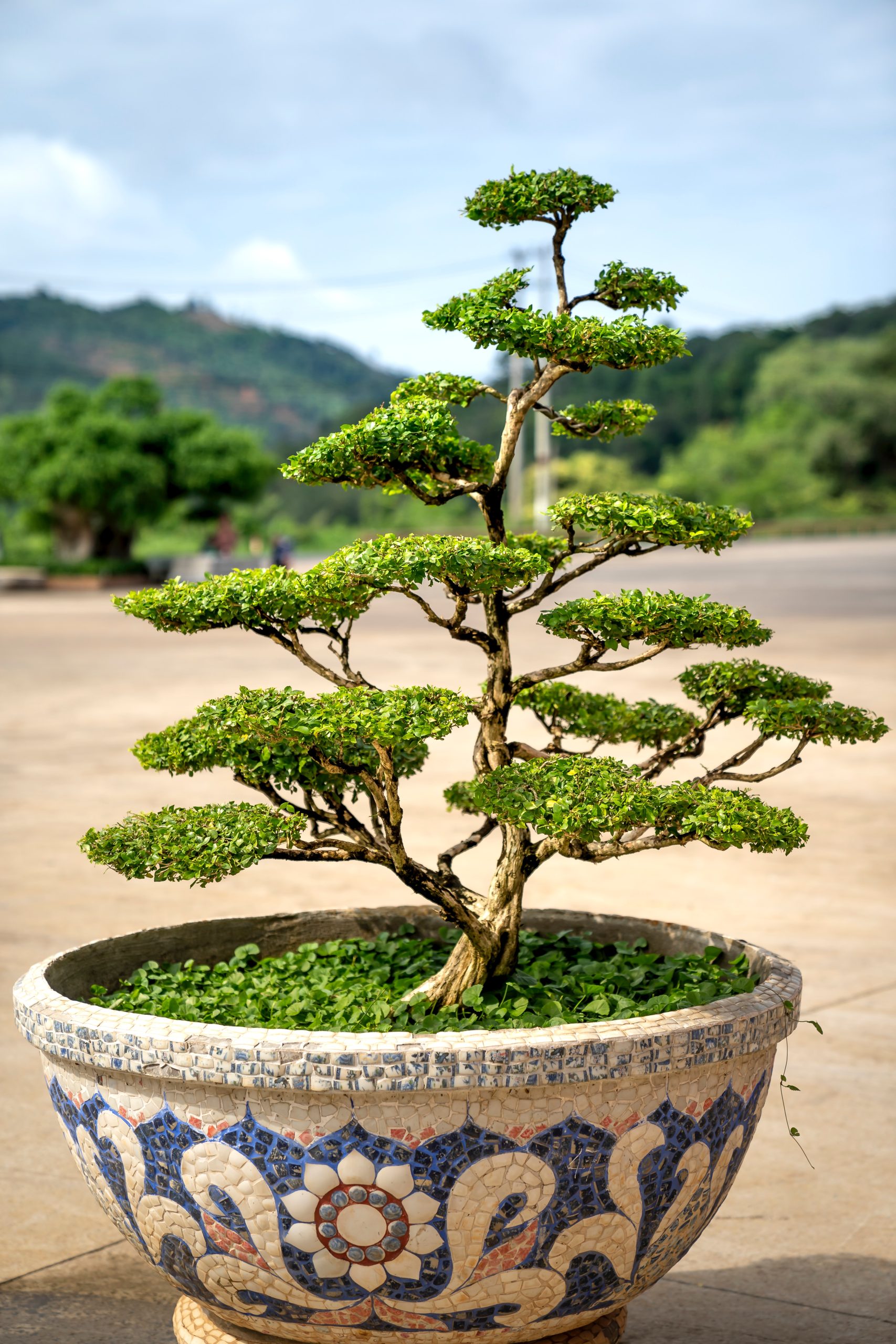 How Long Do Bonsai Trees Live| Bonsai Tree Care