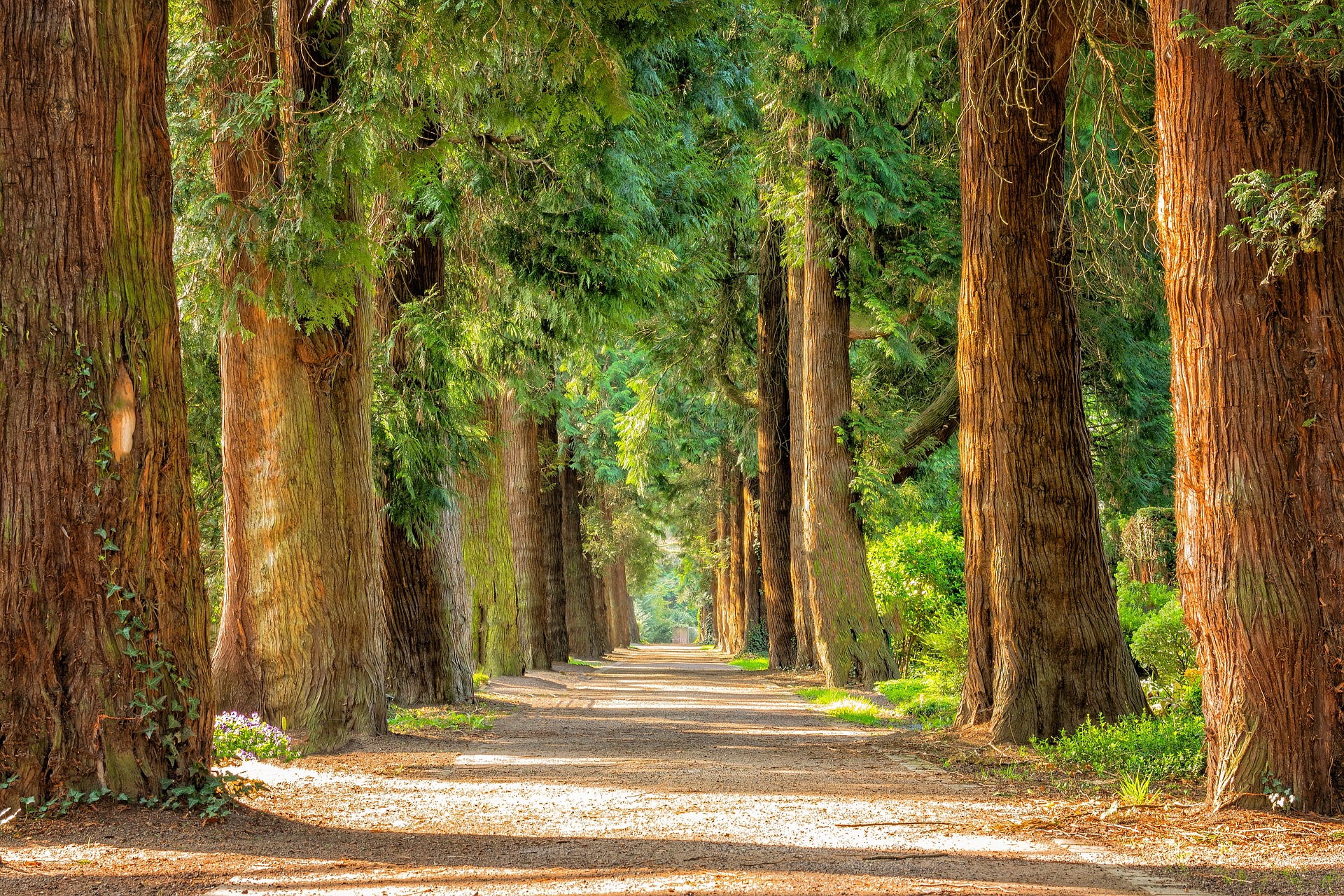 How Long Does It Take a Tree to Grow?