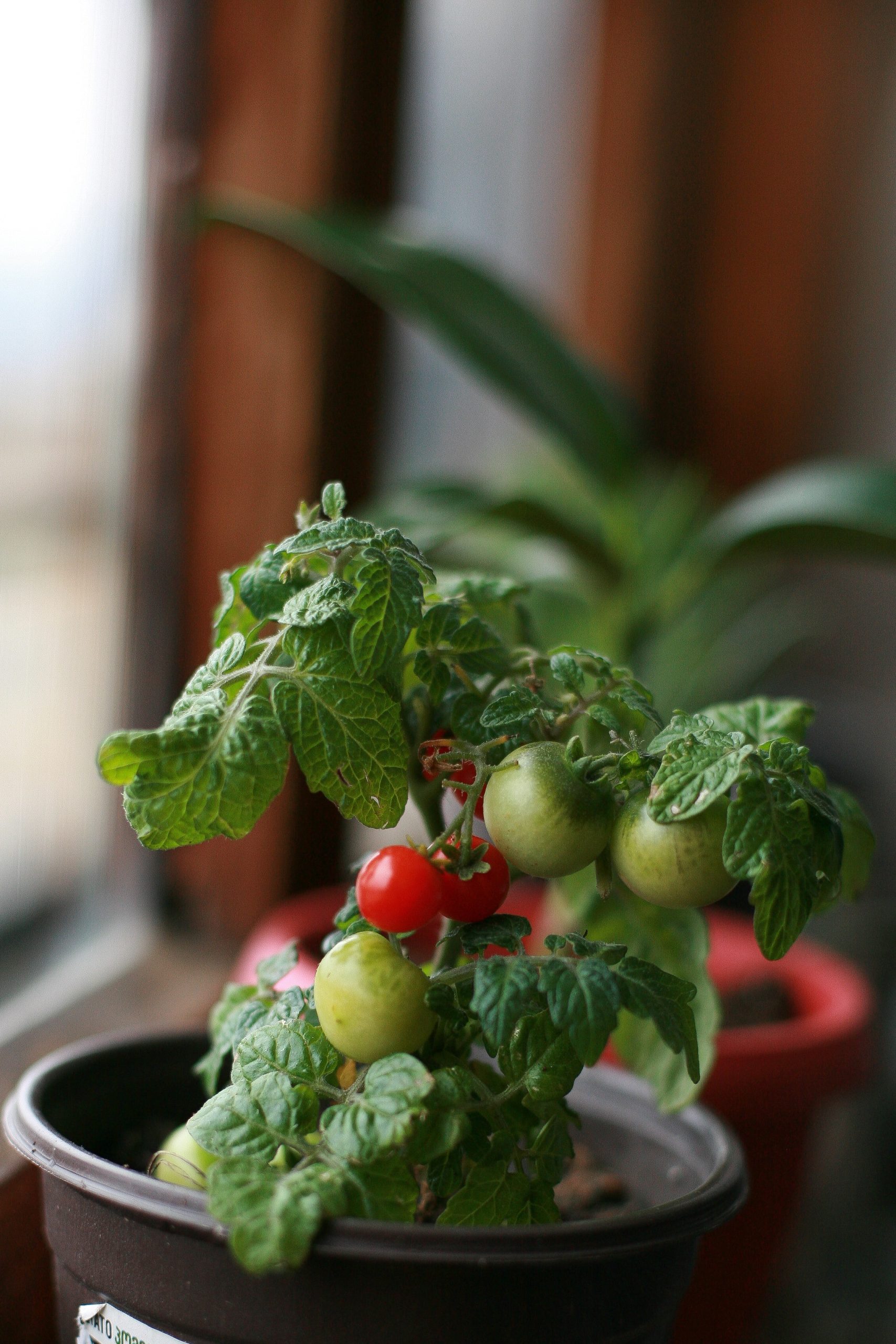 How to Grow Tomatoes Indoors with Lights | Top 10 Tips