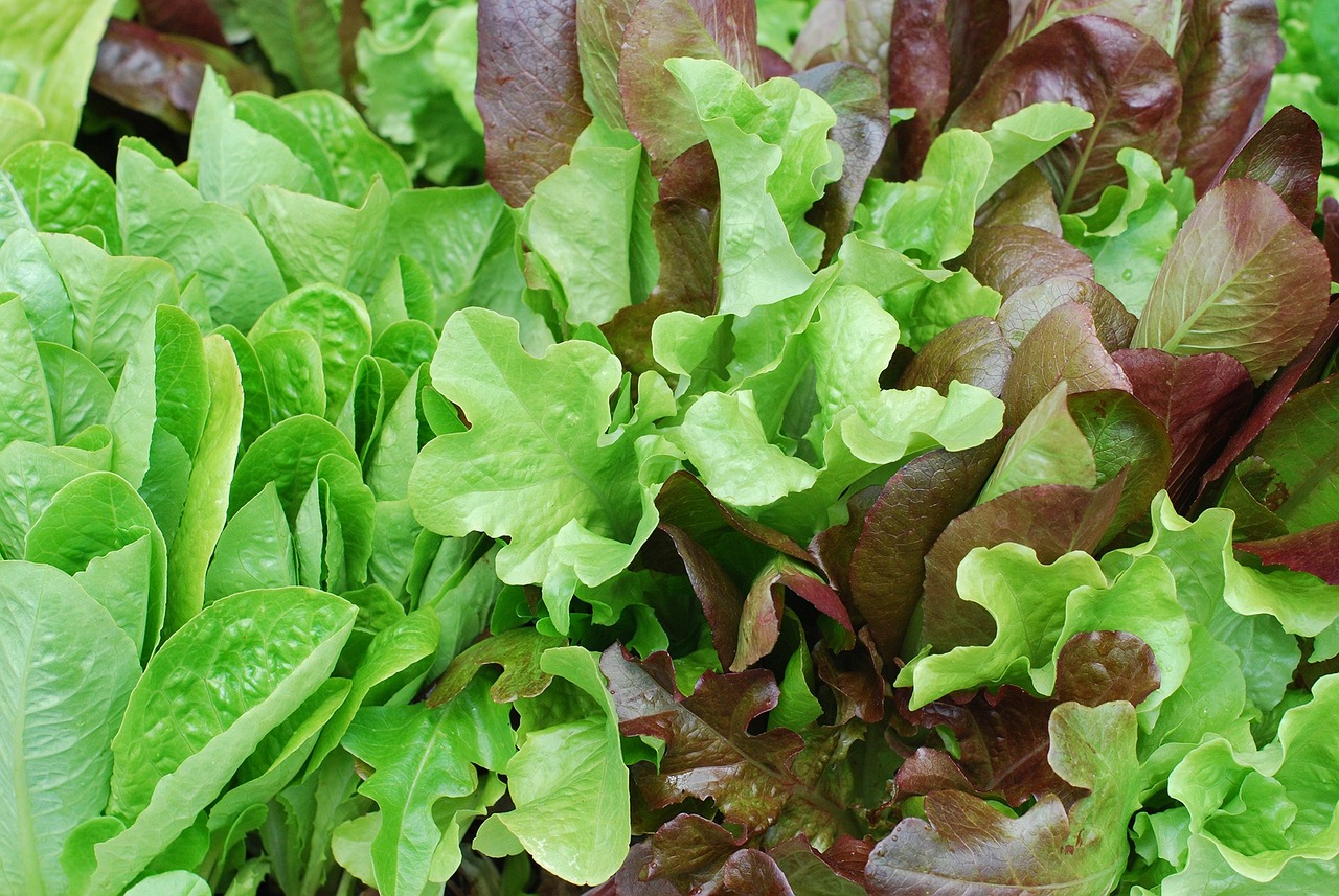 How to Harvest Lettuce without Killing the Plant| 6 Steps