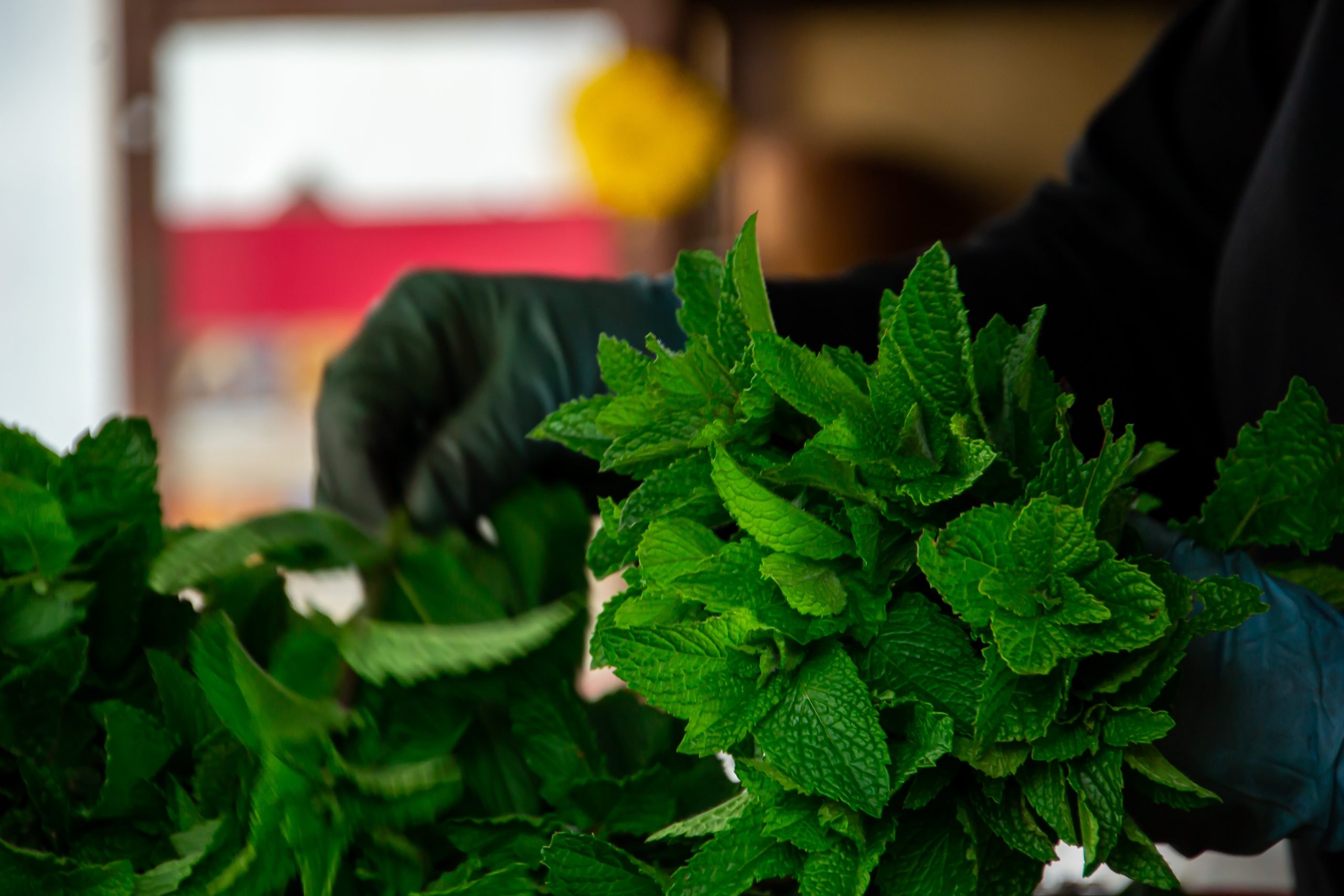 How to Harvest Mint without Killing the Plant