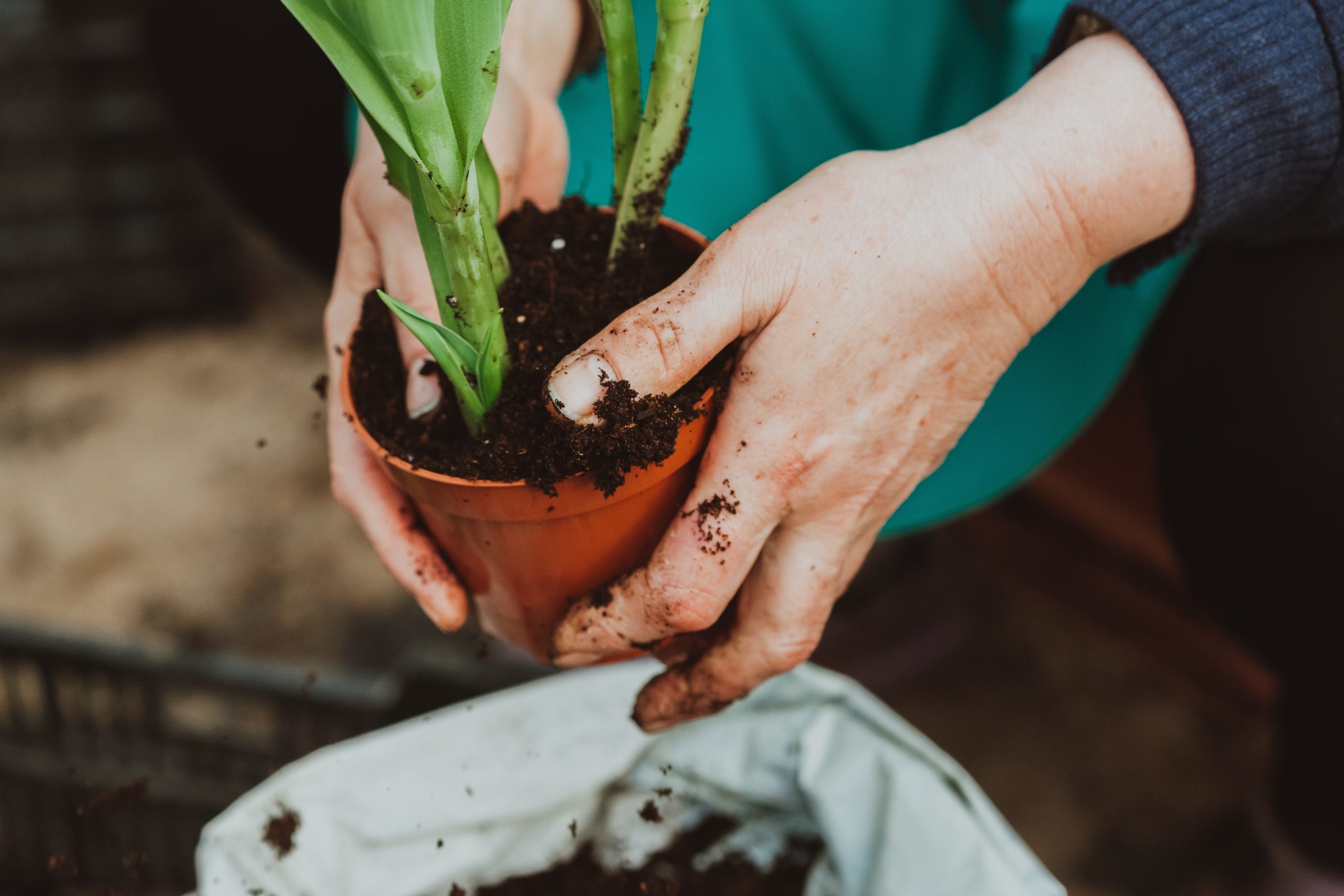 How to Propagate String of Bananas| Quick Steps