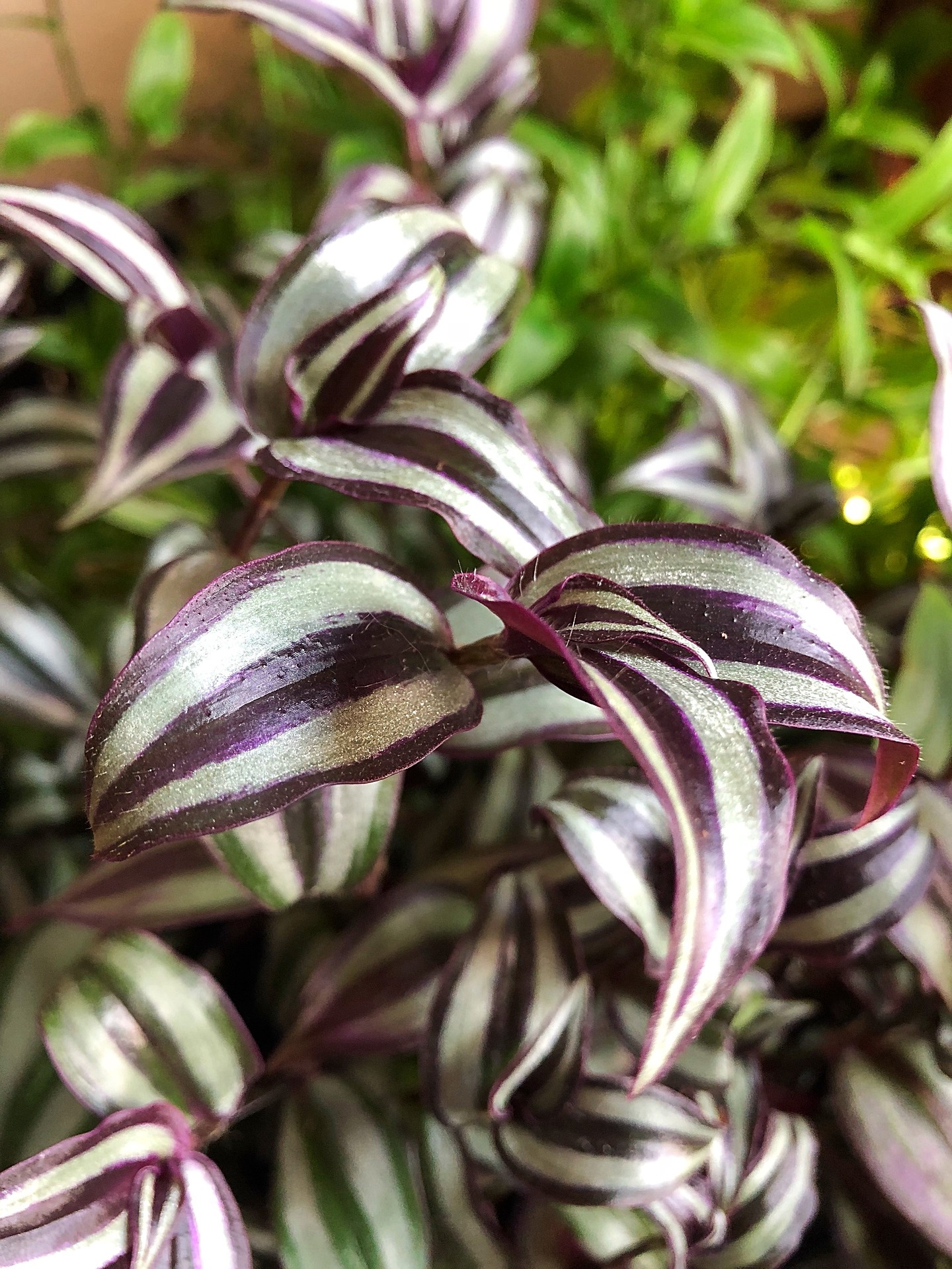 How to Propagate Wandering Jew| Quick Guide