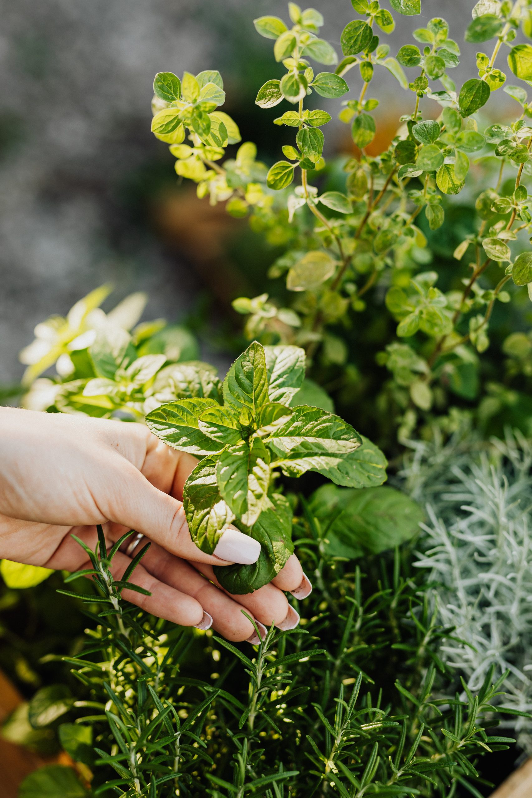 Mint Leaves Turning Yellow| Top Reasons &amp; Remedies