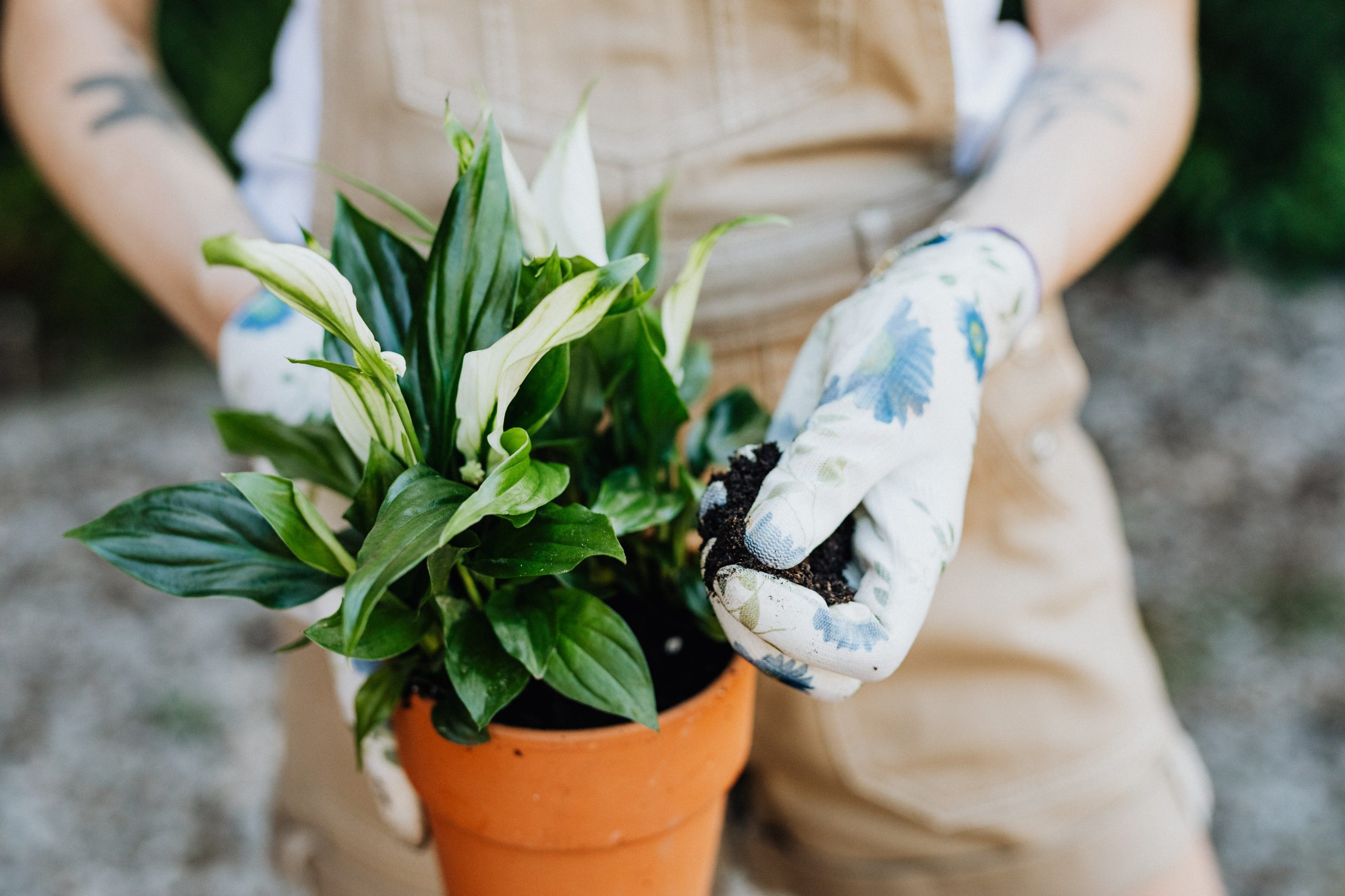 Peace Lily Leaves Turning Black| Causes &amp; Fixes