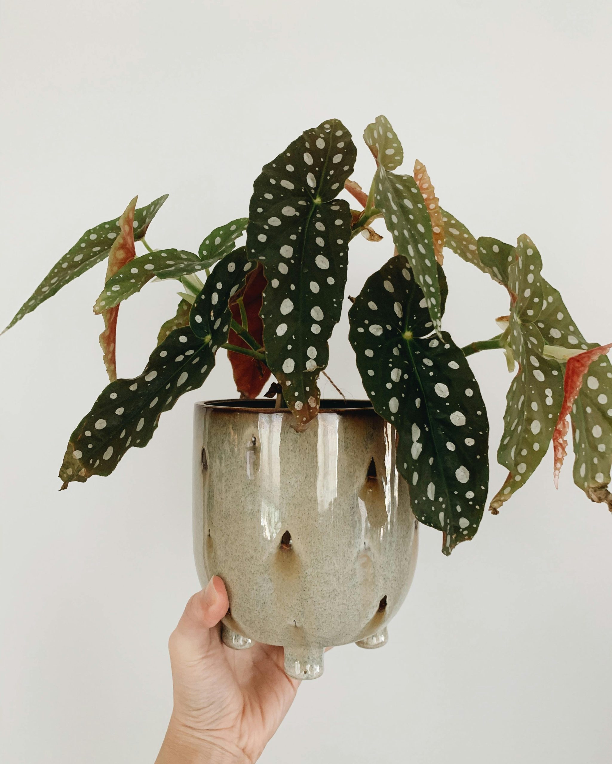 Polka Dot Begonia Propagation &amp; Maintenance Tips