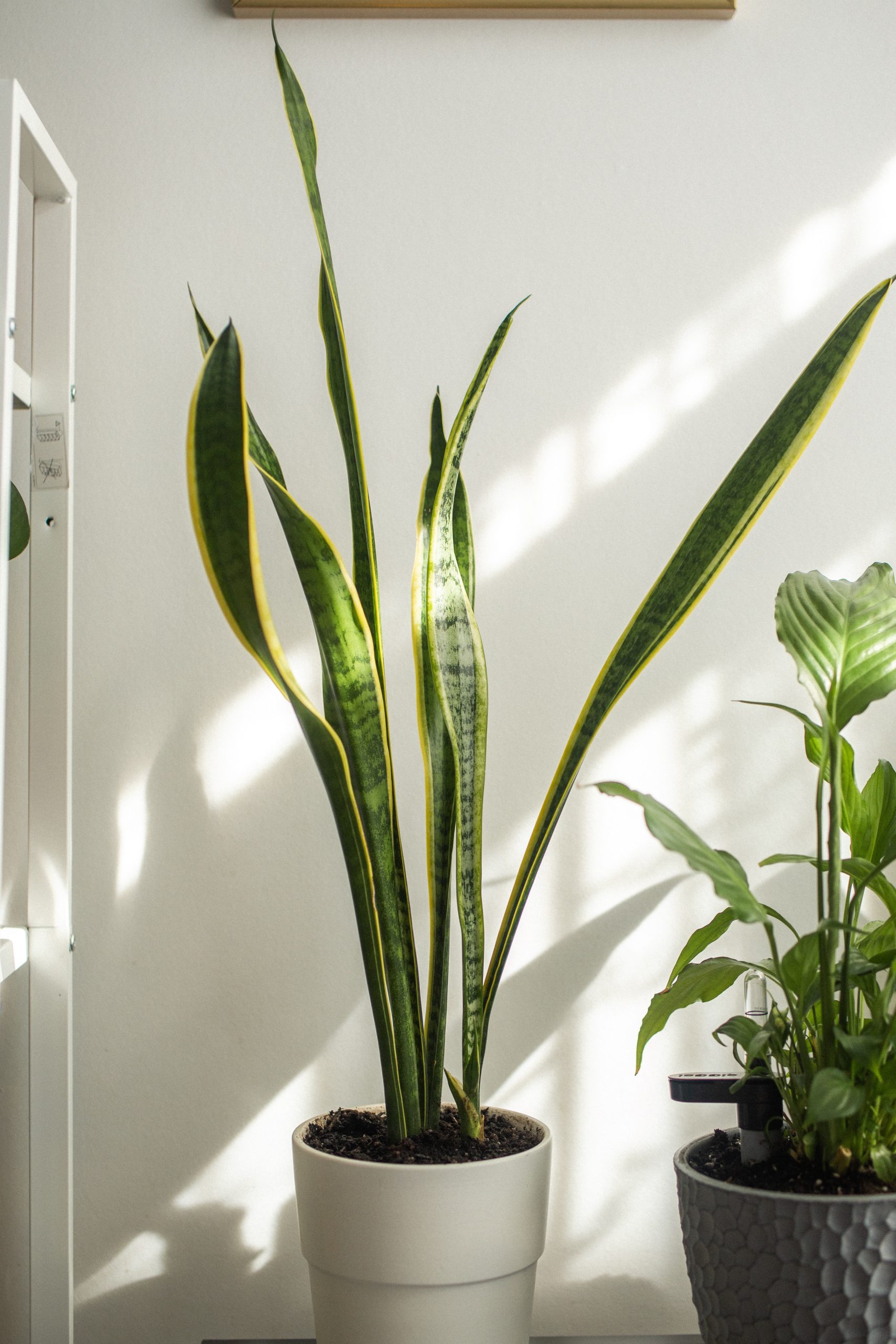 Snake Plant Leaves Turning Yellow: 8 Reasons & Fixes