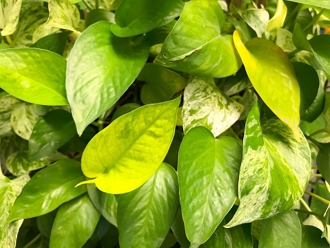 Snow Queen vs. Marble Queen Pothos: Comparison