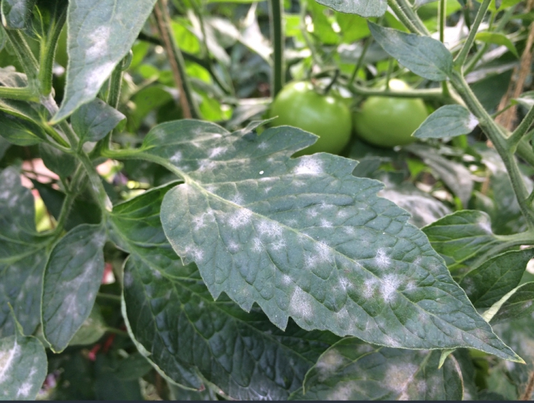 White Spots on Tomato Leaves| Top Causes &amp; Remedies